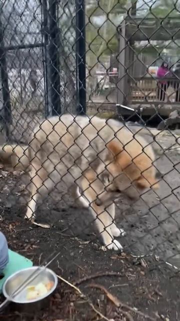 Этому койоту 11 лет и он долгожитель! В дикой природе они редко доживают до 5 лет #shorts