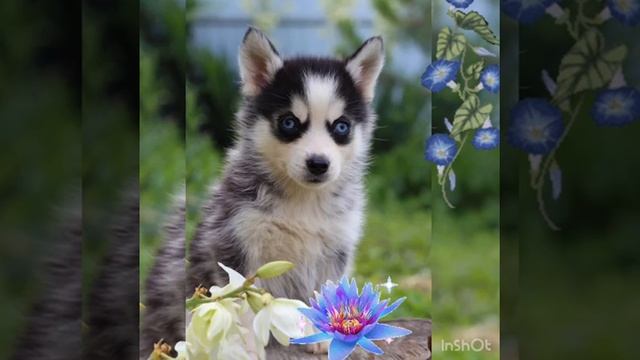 Щенки ПОМСКИ pomsky-energy