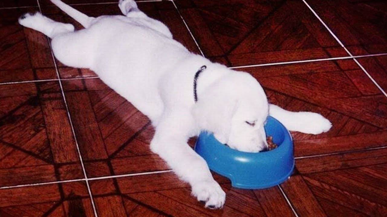 Топ САМЫХ ЛЕНИВЫХ собак ВСЕХ ВРЕМЕН 🤣🐶 НОВЫЕ смешные видео с собаками