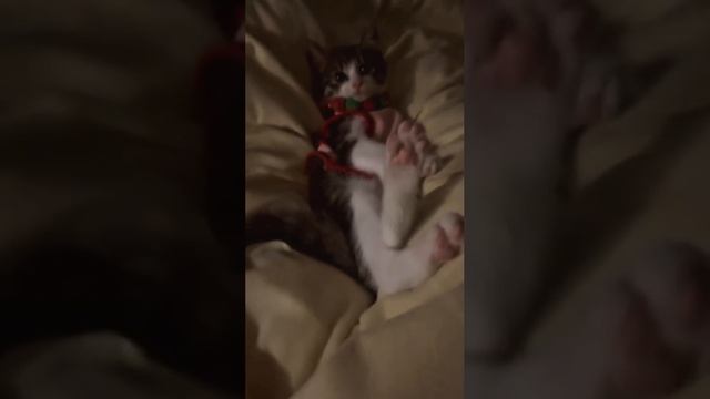 подборка котиков