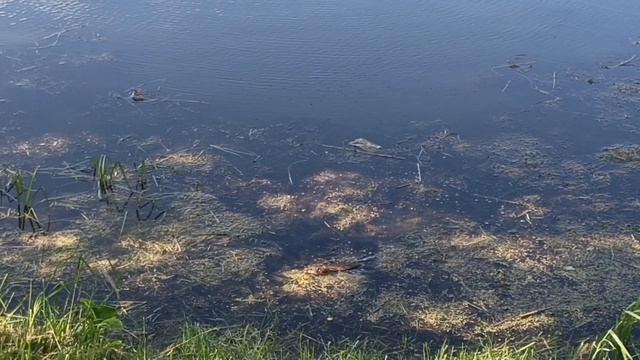 1000024331.mp4
Влог.Наша повседневная жизнь (74)готовила,прогулялись по набережной,сходили в гости