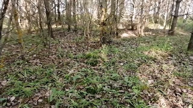 Июньская тихая охота началась.mp4