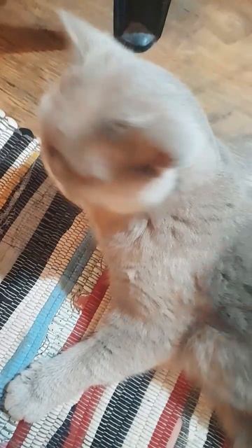 Британцу 15 лет)