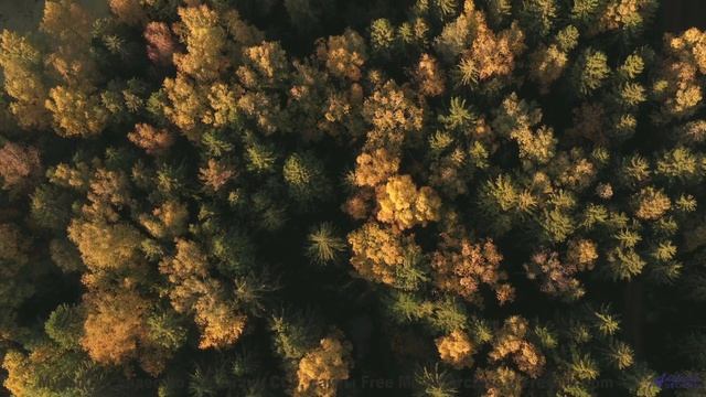 Если бы все клипы были такими, мир стал бы добрее! - Floating Up From The Cubicle -- Podington Bear