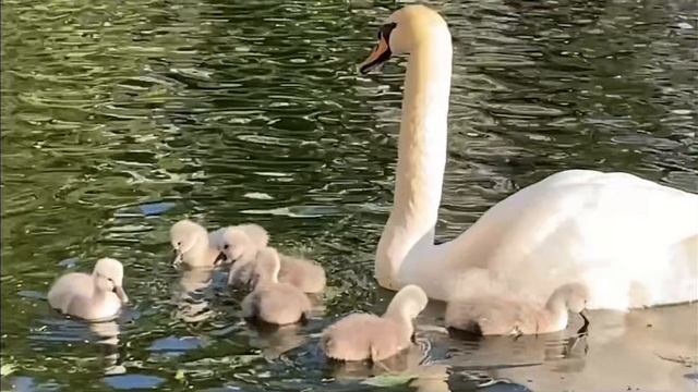 Малышам посчастливилось родиться на Патриках.