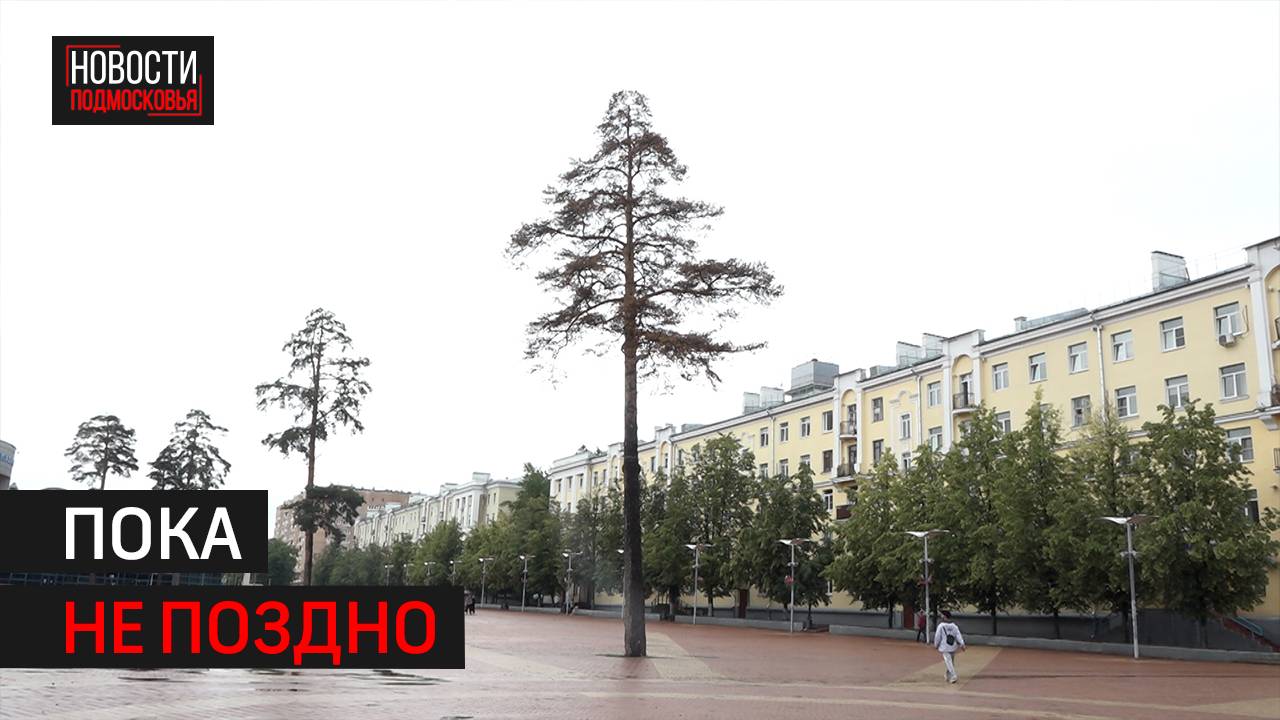 С площади у Ледового Дворца Балашихи уберут аварийные деревья