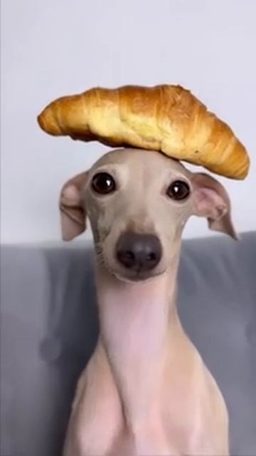 милая собачка