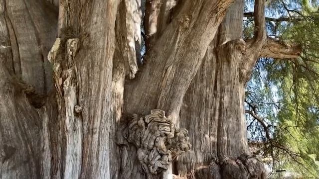 🌳 **САМОЕ БОЛЬШОЕ ДЕРЕВО В МИРЕ – Гигантская секвойя, которая вас удивит!*