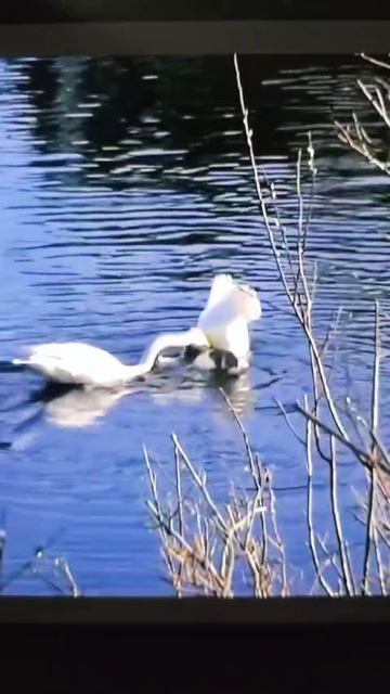 VID_20250623_234839_948.mp4