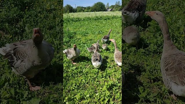 Рыжий кот Фокс🐱 кошечка Лапа упустили мышку 🐁 Гуси с дракончиками вышли на прогулку