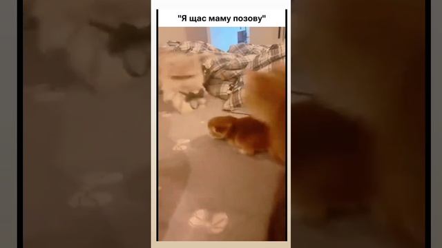 Я щас Маму позову Подборка