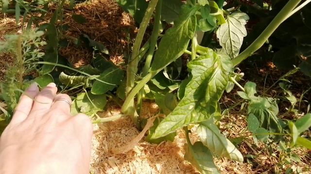 Томаты в теплице. Почему скручиваются листья? Какой самый продуктивный пасынок?