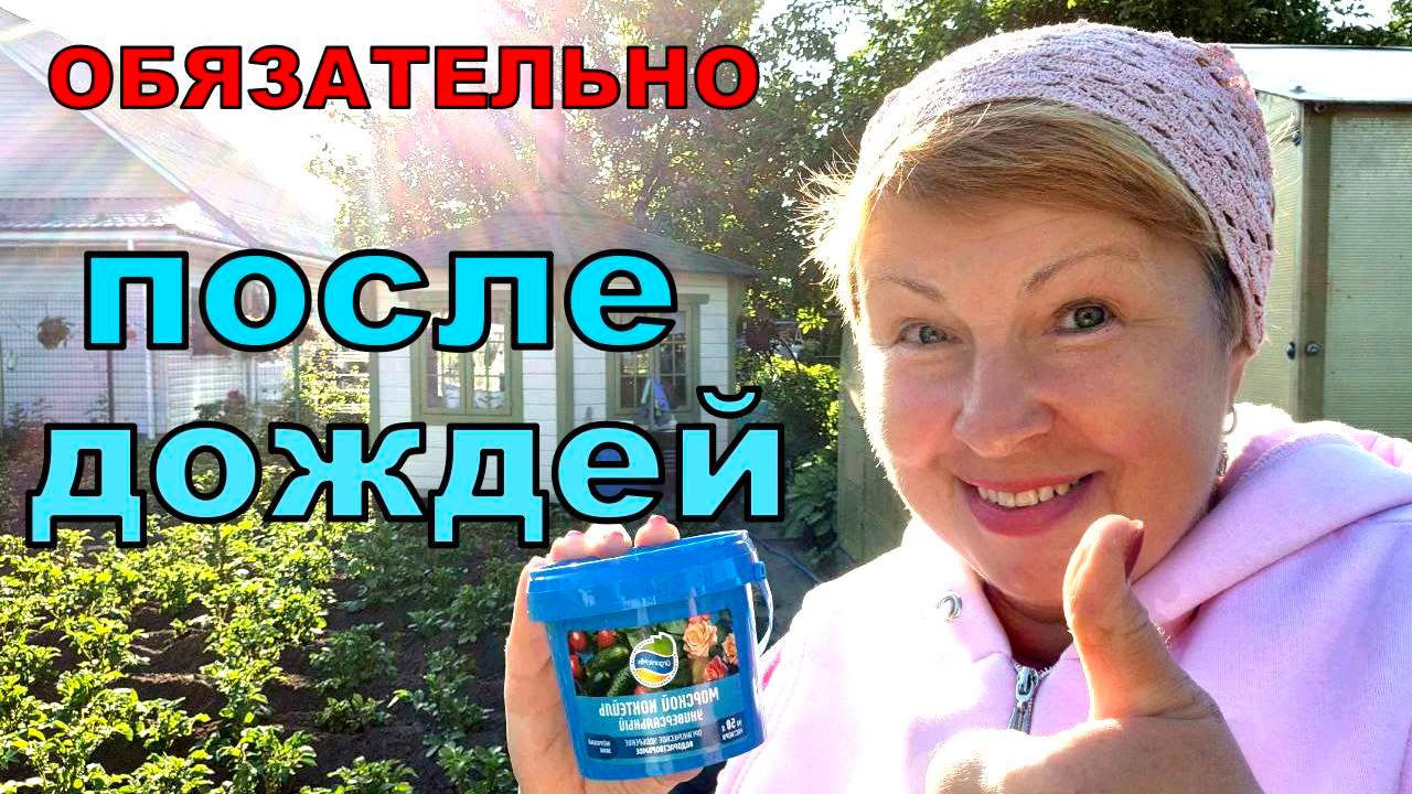 После проливных дожей и холодных ночей сделай такую подкормку. Результат виден сразу
