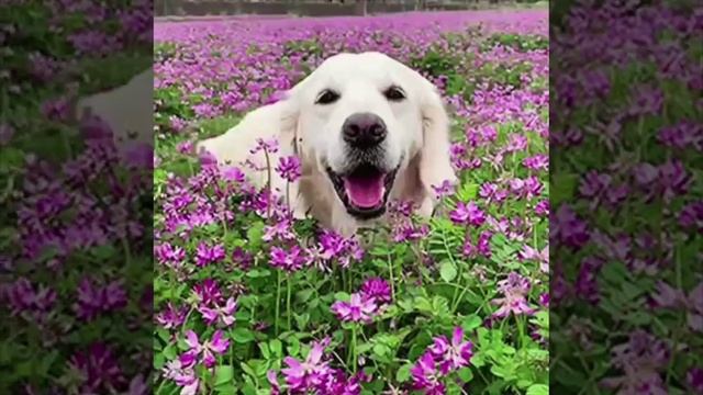 VID_20250623_144227_549.mp4