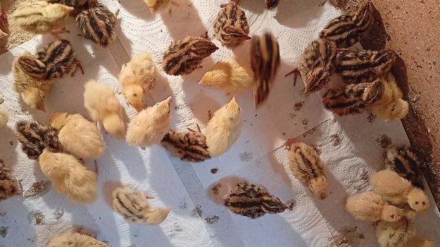 Подрастают малыши перепелята