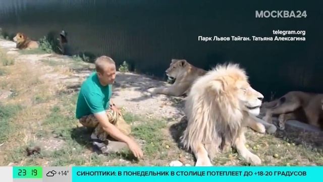 Львы напали на директора крымского парка "Тайган" - Москва 24