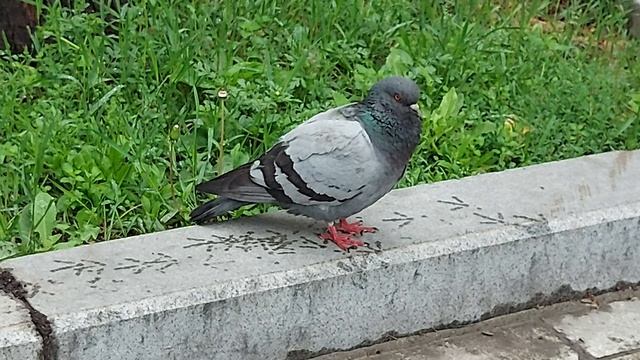 Голуби в городе.  (1)