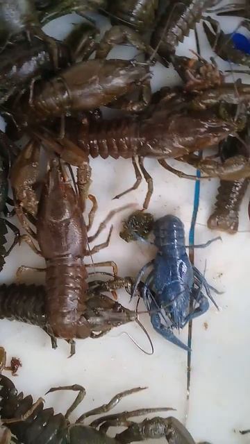 выпускаю 🦞 раков. Смоленская губерня.из старенького но актуального электроудочники
