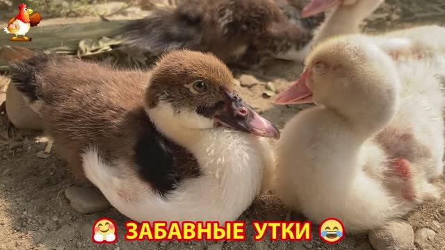 Забавные утки мускусные и пекинские на свободном выгуле ч.(85) ❣️🤗😂