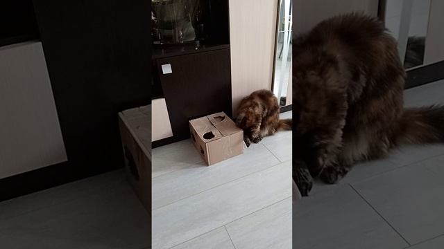 Мотя