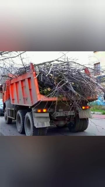 Вывоз спиленных деревьев веток в Омске