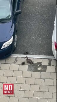 Утиные истории