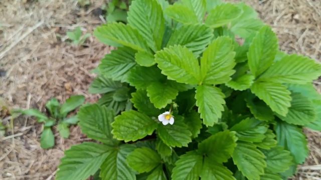 Собираю урожай клубники сорта Чешский гигант.