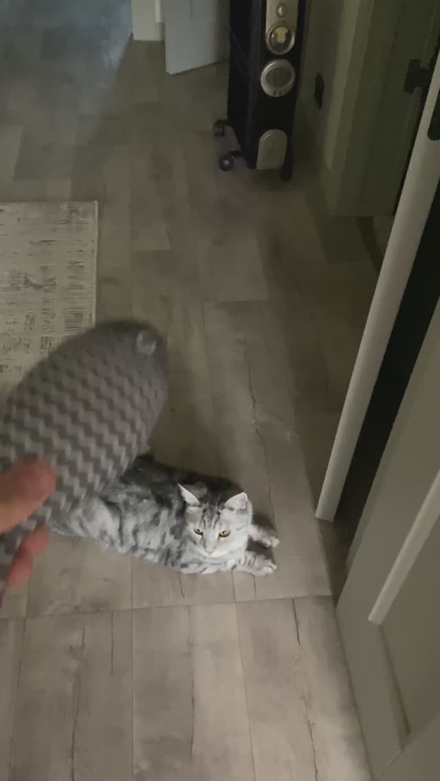 Кот и рыба