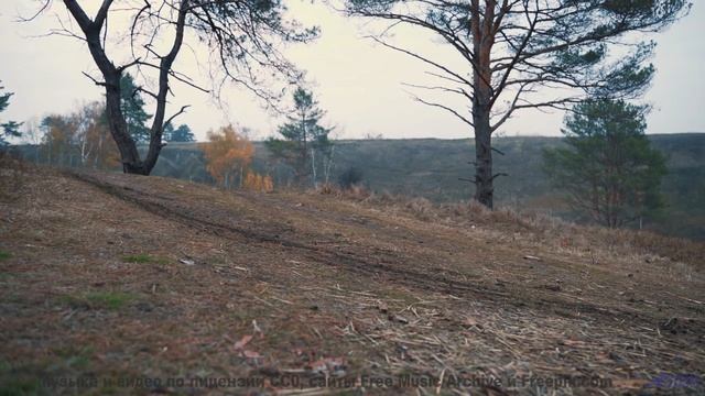 Этот клип уничтожит стресс и вернёт вкус к жизни - The Album Leaf -- Podington Bear -- Homage Fromag