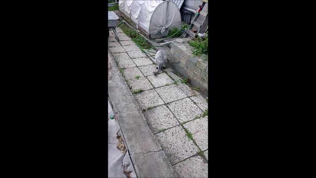 Кот. Кос