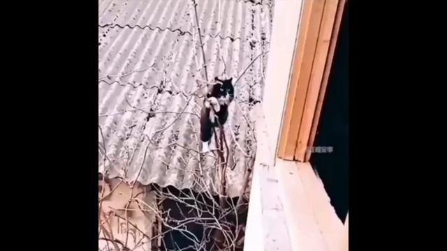 Смешные моменты животных ч.3 Смотри и Смейся)