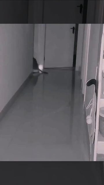 Когда наступает ночь.... #Коты #Кот