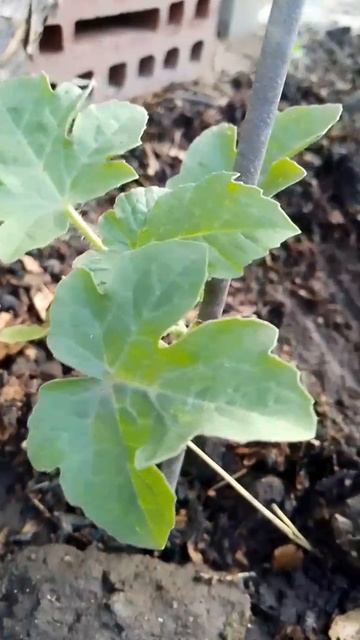 Арбуз 🍉 Борис Апартаментный от Small Garden's - 22.06.2025г.
