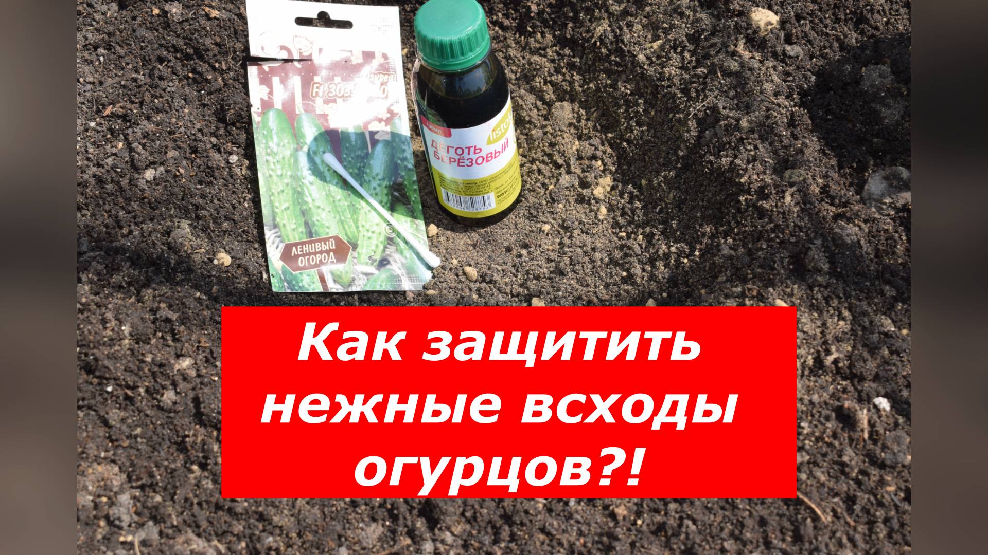 Деготь - лучший помощник от незваных гостей #огурцы #деготь #огород