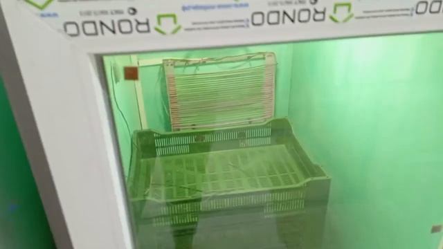 Получили яйцо индейки среднего кросса грейд мейкер. Судьба яиц эму