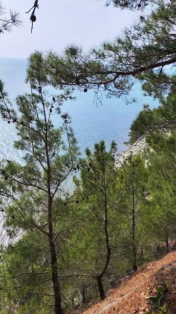 роща сосны Пицундской #джанхот #геленджик #природа #море