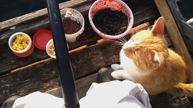 Ласкушка Солнце!