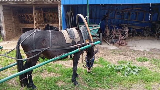 Запрягаю Зайчика