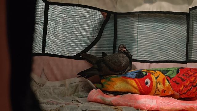 VID_20250623_081514