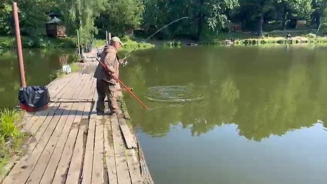 Огромный толстолобик