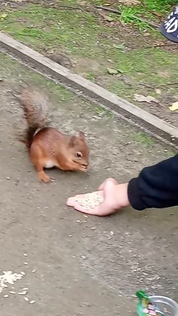 Москва, парк Рассказовка...