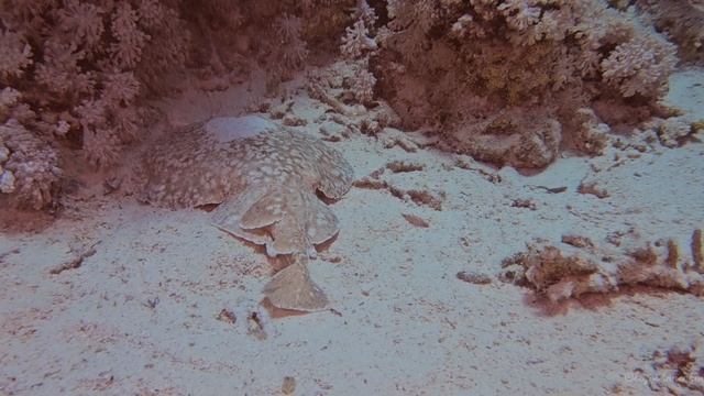 Электрический скат в Красном море. Египет, Шарм-аль-шейх, Рас Мохаммед