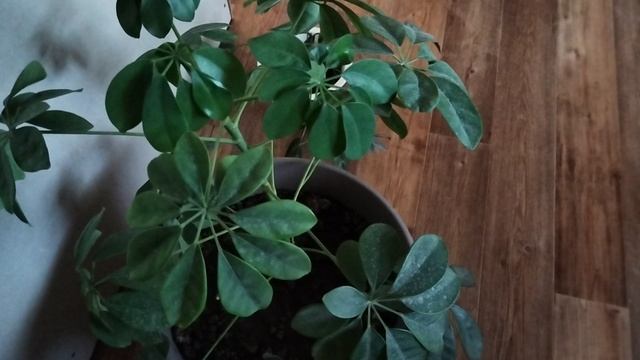 VID_20250623_074049.mp4