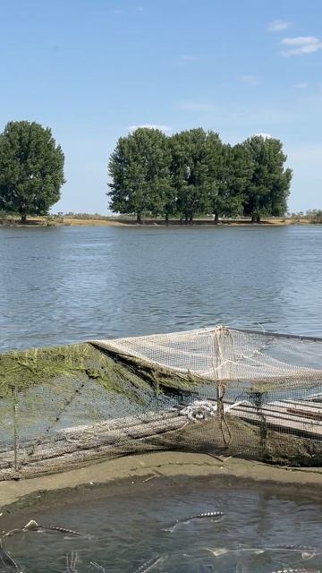 Осетровая ферма Рыбколхоз Алексеевский