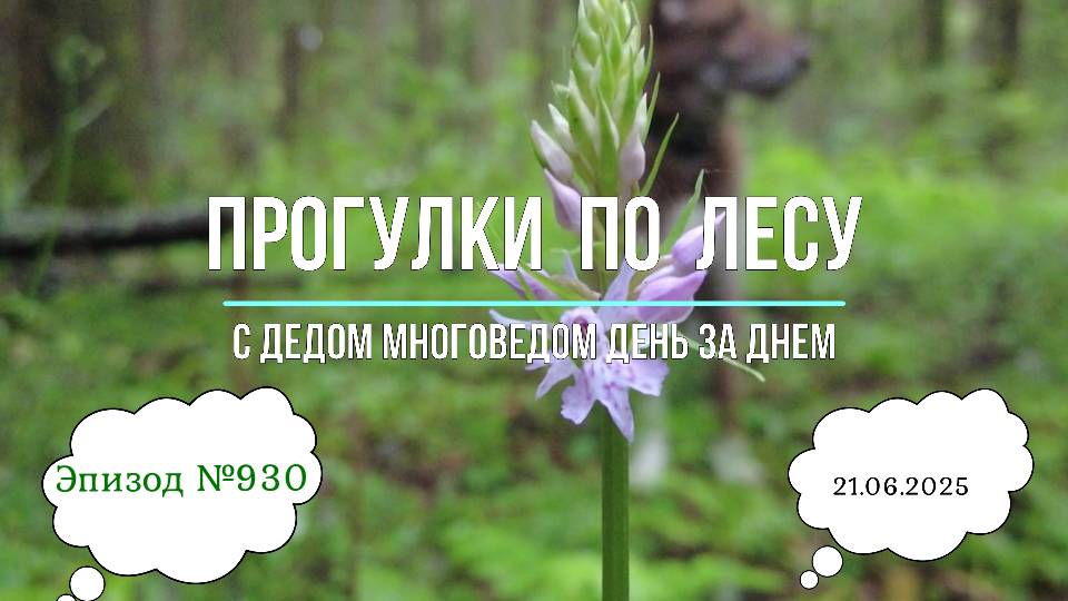 Прогулки по лесу. День за днем с дедом Многоведом. 21 июня 2025г. Эпизод 930.