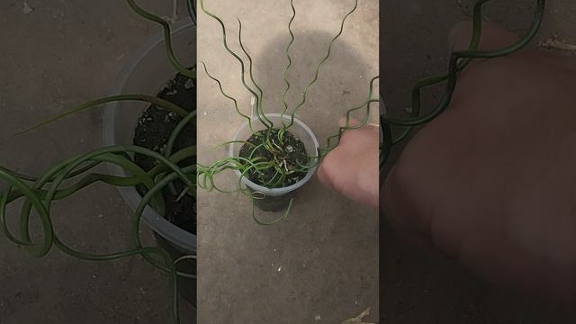 Ситник развесистый "Spiralis"!