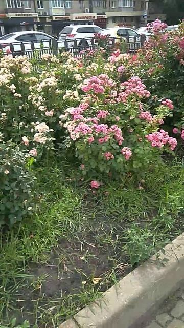 VID_20250623_094328.mp4