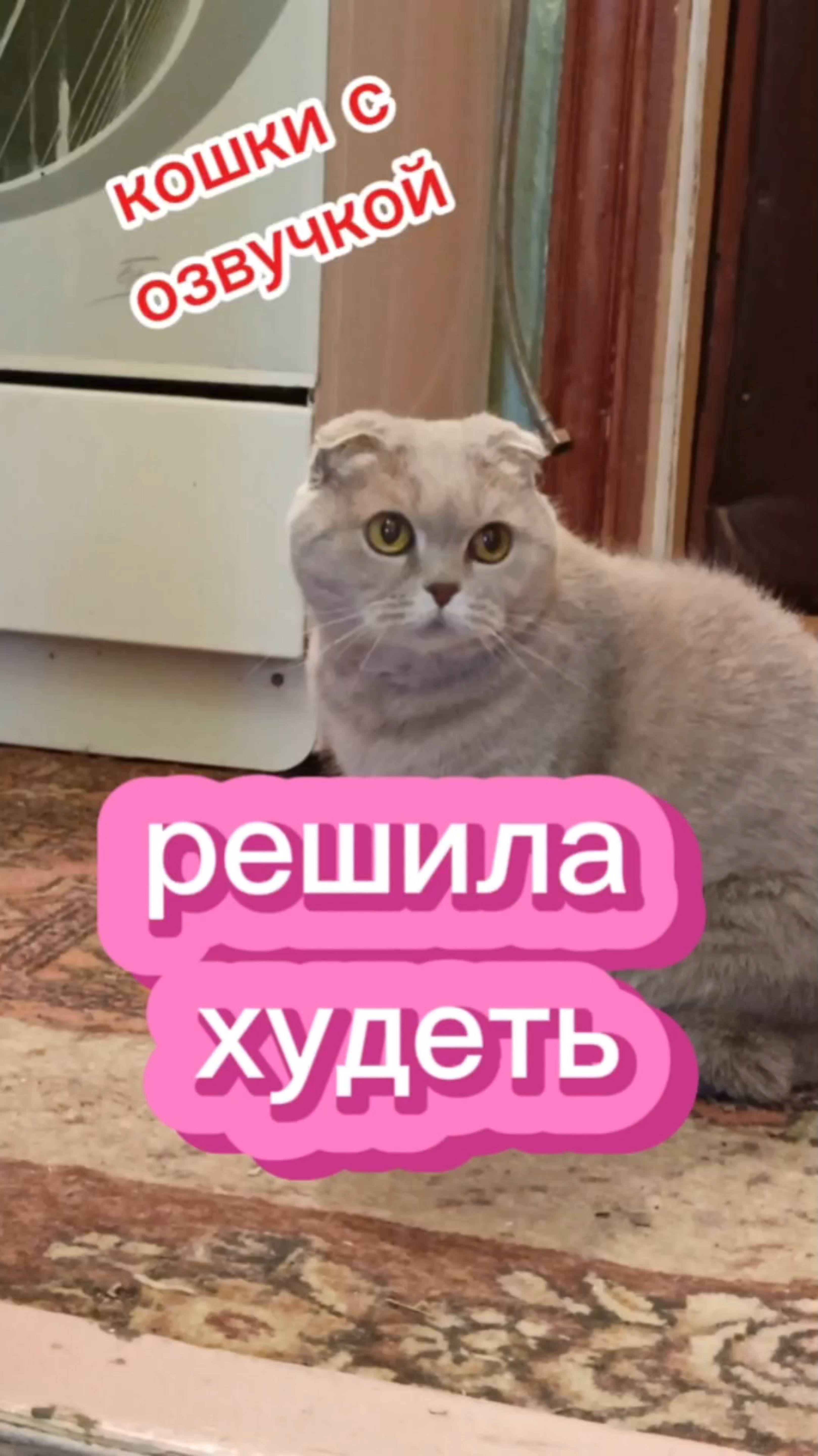 Кошки с озвучкой.