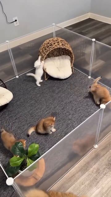 Котята играют 🐈😻🤩😉
