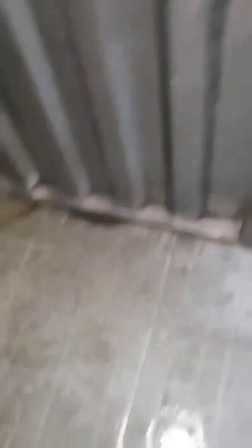 Крыса